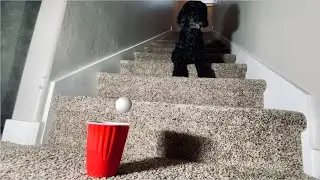 I Taught My Dog to do Insane Trick Shots