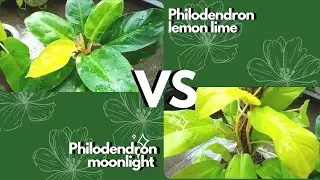 Philodendron Moonlight Vs Philodendron Lemon Lime | Persamaan dan Perbedaannya