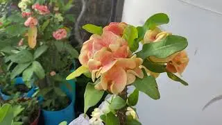 La hermosa rubor 