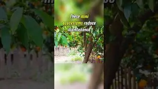 Permaculture Tree Guilds -- Grow a Food Forest! #PermacultureGarden #FoodForest #OrganicLiving
