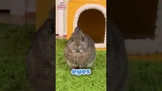 Топ-5 самых милых пород кроликов в мире 🐰😍