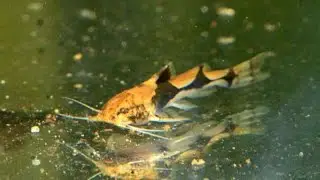 Orange banded bee catfish, Akysis vespa- Species spotlight