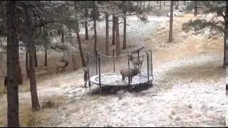 Caught on cam: Elks jump around on trampoline