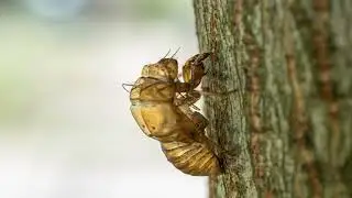 Cicada Chirp | FREE SOUND EFFECTS | COPYRIGHT FREE @badluckmonster