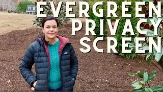 Creating An Elegant Evergreen Privacy Screen: Southern Style