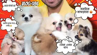 লাড্ডু আজ ধপাস 😃🤣(Vlog-186)#dog #pets #dailyvlog 