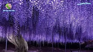 Hoa Tử Đằng |Wisteria |@Làm đẹp cuộc sống! |Nguồn: Sưu tầm từ Internet.