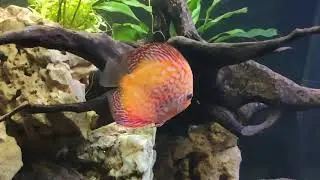 Gorgeous Discus Collection by Ashwani & Tushar Nagpal