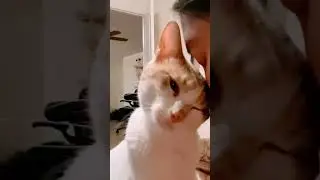 Cute cat loves a nose massage #cat #catlover #funny