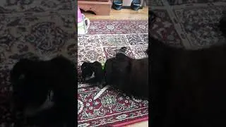 Mogget part 2