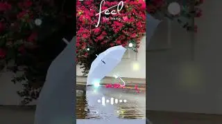 Umbrella status video