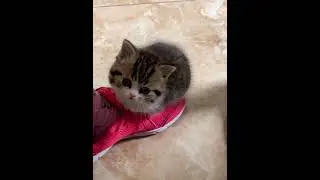 SMALL CAT GIF