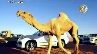 مسيرة الفحل خزام 2018 لمالك الابل تركي بن حديجان بن حجنه