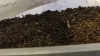 Update. Seed Cold Stratification ❄️. Spanish/Sweet Chestnut & Nashi Pear Seed 🌳🌳🌳