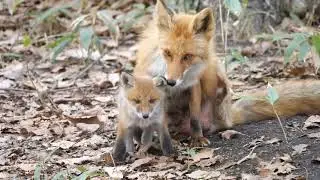 キタキツネ親子がじゃれ合う様子です