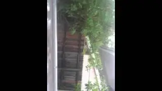 11/24/15 - 5MIN Barking Dogs 8381 91st ter [Brad Weis][Brenda Weis]