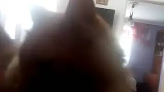 Кот беситься ;)