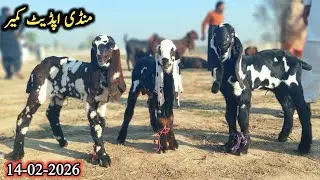 14 February 2026-Live Kameer Bkra Mandi Today Latest Update-Top Class Beetal Milking Goats With Kids