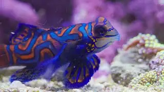 My Saltwater Aquarium Fish Reef Tank Update - December 2025
