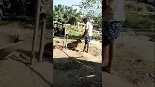 #cow #cows #cowvideos #shorts #shortsvideo #viral #trending #reels #reelsinstagram #SSM Raaj Music