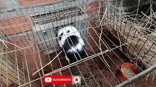 Destete de conejos preparaci&oacute;n de parto en conejas y  madriguera para las conejas  Coneja holandesa