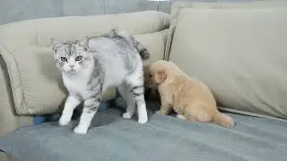 A cute little dog and a cute little cat share moments on the sofa! 🥰🐾