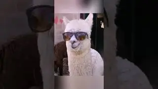 Llama and Alpaca are almost twins. What's the difference? A little goes a long way 