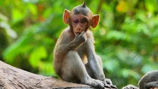 Pity little monkey Sugar m_i_serabl_e no mother reliance, Where is mom Sami?