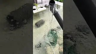 Une eau bien claire 3 semaines apr&egrave;s la mise en eau du syst&egrave;me