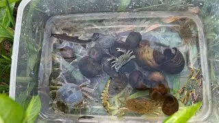 Catching Snails and Crabs &ndash; Wild Stream Creatures Exploration