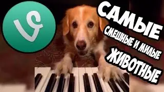 Самые Милые Животные (Vine) by Nik Man | Very Cute Animals ^ ^