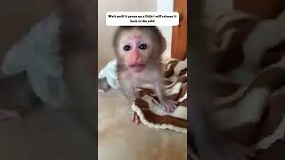 Rescue baby monkey #monkey #monkeybaby #pets #rescue #rescueanimals #animals #shortvideo #shorts