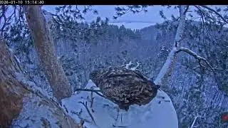 10.01.2026 Камычи. Вчерашний гость вернулся. И опять под вечер, и с веткой.