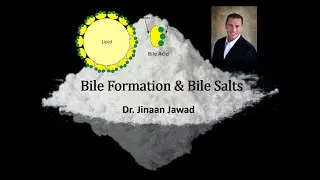 How Is Bile Made & Bile Salts?