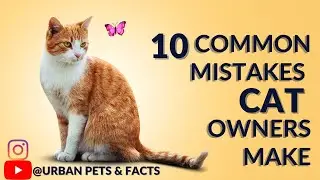 Are You Making These 10 Common Cat Owner Mistakes? | cat tips | cat care tips | pet care #cats #2023