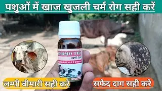 Use Veterinary DERMO TEZ || पशुओं का चर्म रोग सही कैसे करें || पशु में दांत कांच खुजली सही करें