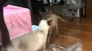 [SUJUISM] 100917 Super Junior Heechul, Heebum, Baengshin, Champagne