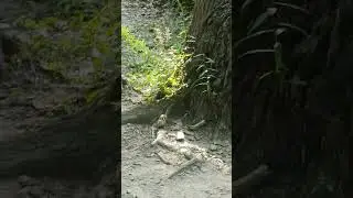 встретила бурундучка🐿️#chipmunk#nature #park #birdsong #summer