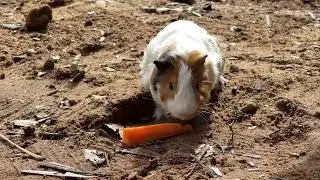 The squirrel is eating natural food.