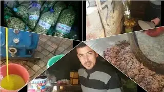مدينة زاوية الشيخ #زيت زيتون بالمراحل كاملة#رحبت زيتون# المعنصرة العصرية