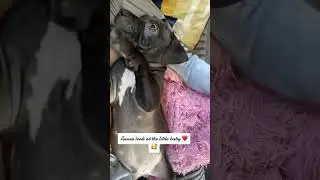 From tiny puppy to big dog: growth journey#puppy #dog #cute #animals