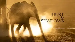 Dust & Shadows | Wildlife Photography | 4k 100fps