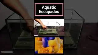 Aquatic escapades Aquarium Makeover Magic #satisfying #aquarium #oldaquarium #babyfish #monsterbaby