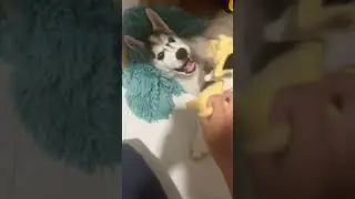 Jolteon attempts itself to fight psycho￼