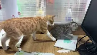 Kitten playfully attacks mother cat&rsquo;s tail in Hebei, China