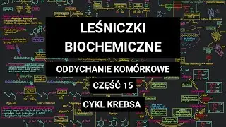 CYKL KREBSA cz. 1 ‐ Reakcje i rola cyklu kwasu cytrynowego w metaboliźmie węglowodanów od A do Z