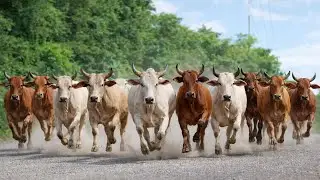 Accompanying dozens of cows roaming freely in nature, the cute sound of cows mooing