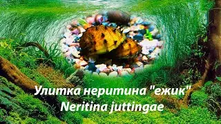Улитка неритина 