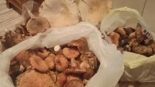 MANTAR 🍄 AVINA ÇIKTIM KARABÜK🍄 EFLANİ🍄 DAĞLARI😋 🧿👈