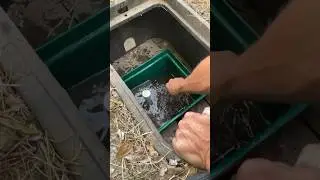 Cleaning the Silt Trap in Spring Box Pt.1 🤝🛠💦 #diy #idaho #homestead #life #spring #water